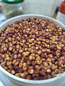 Coral cukorcirok - Dél-Szudáni tájfajta, Sorghum bicolor, amaránt, gabona